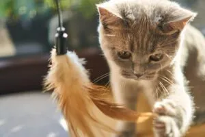 cat ge0be0cb18 1920 1 1 300x200 1